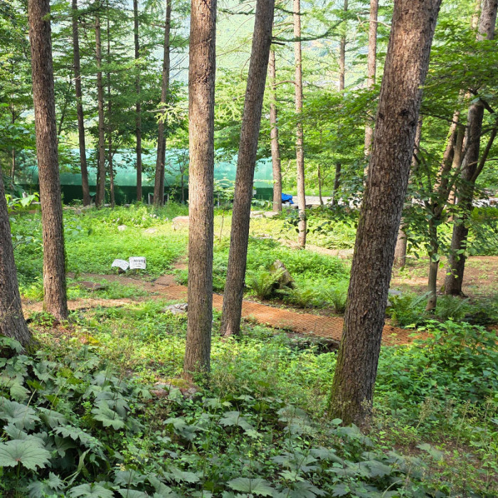 무주 황금봉산삼숲